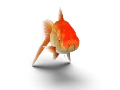 Gold Fish Low-poly 3D model