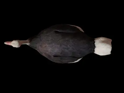 Ostrich 3D Model Low-poly 3D model