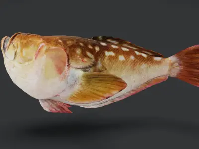 Stargazer Fish - Anglerfish Animated 3D model