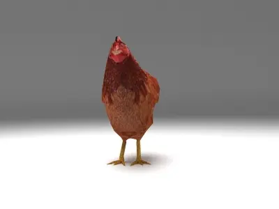 Chicken low poly rooster Low-poly 3D model