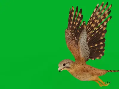 Eurasian Kestrel Falcon Bird Low-poly 3D model