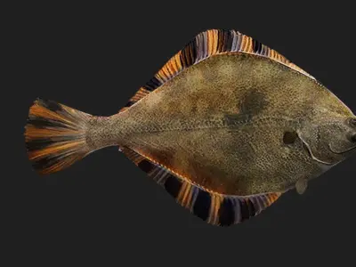 Flatfish Low-poly 3D model