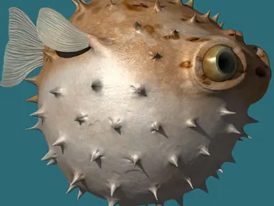 Puffer fish animated Low-poly 3D model