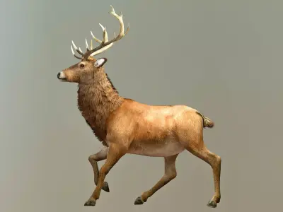 Deer stag Low-poly 3D model