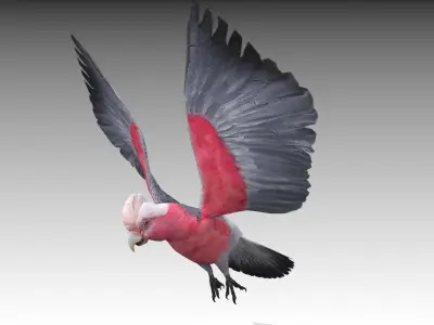 Galah cockatoo in flight - cockatoo in flight Low-poly 3D model