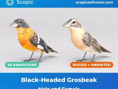 3D Bird Pack Black Headed Grosbeak Male and Female Low-poly 3D model