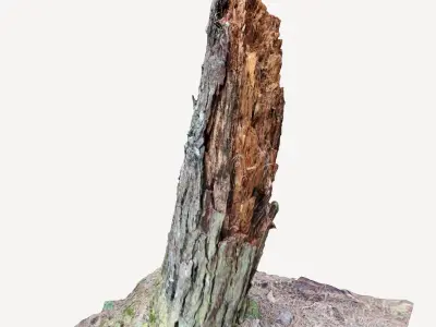 Rotten Tree trunk broken in forest 3d photorealistic scan 3D model