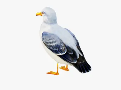 Seagull Free 3D model
