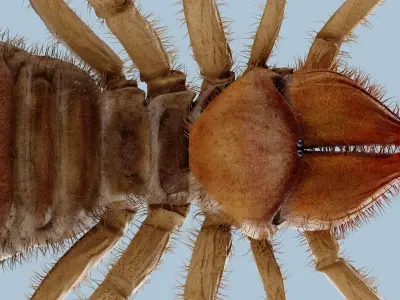 Monstrous Solifugae Low-poly 3D model