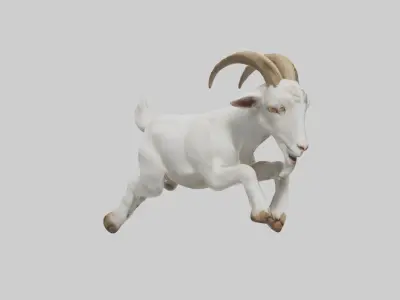 Goat Hopping Model Low-poly 3D model