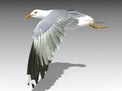 Seagull Low-poly 3D model