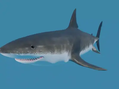 Shark - Tubarao Low-poly 3D model