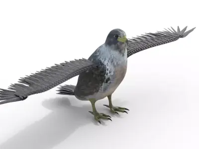 Falcon Bird Rigged 3d model Free low-poly 3D model