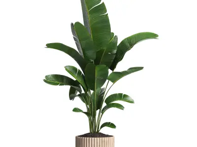 Indoor plant 017 3D model
