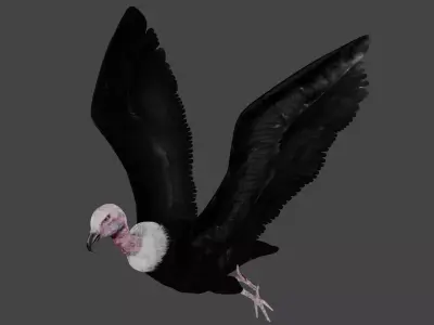 Vulture low poly fully rigged 2 Low-poly 3D model