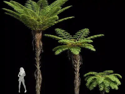 Spinulosa Fern Decorative 3 trees Free 3D model