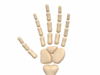Arm Bone 3D model