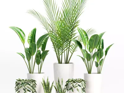 Indoor Plants set 05 3D model