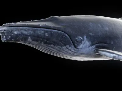 Humpback Whale Low-poly 3D model