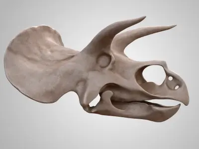 Triceratops Skull 3D model buy