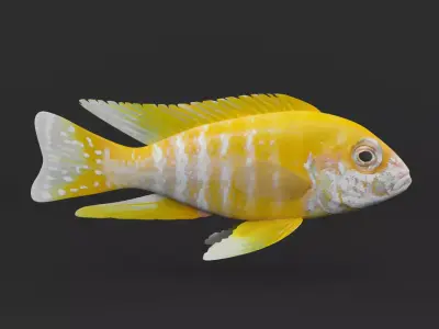 Cichlid Fish 3D model