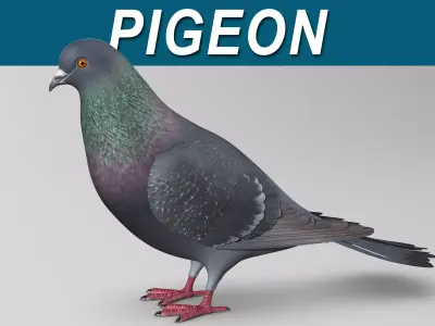 Pigeon B - Folded Wings 3D model