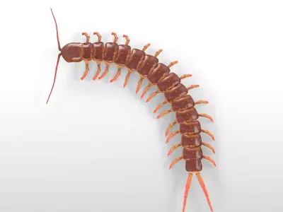 Centipede Insect Low-poly 3D model