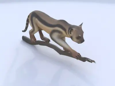 Banded Linsang 3D model