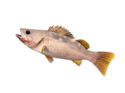 Low-Poly Olive Rockfish Animated Low-poly 3D model