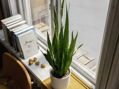  Tall Snake Plant Potted Plant Model 