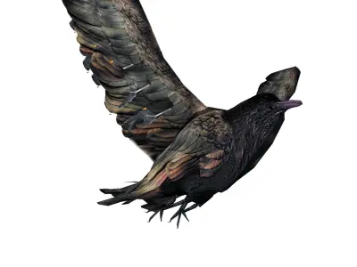 Crow Animated Low-poly 3D model