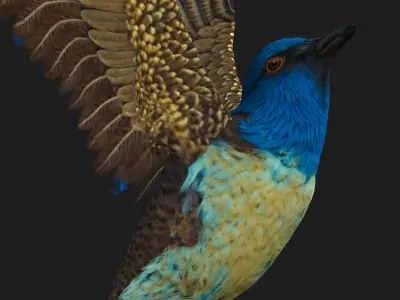 PheasantBird B1 3D model