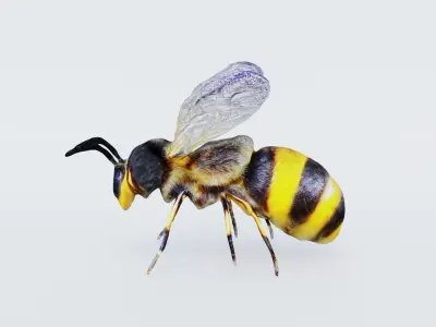 Bee Animal Free 3D model