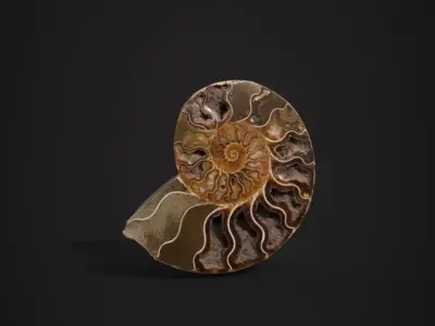Ammonite Fossil Scene Prop 3D model