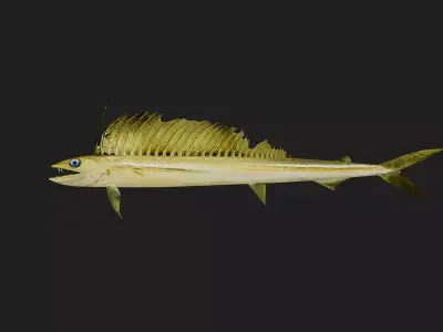 Lancet fish Low-poly 3D model