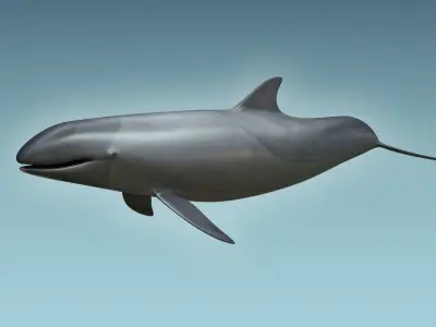 False Killer Whale 3D model