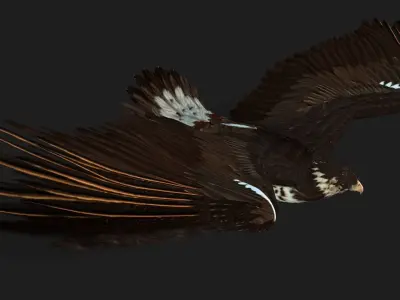 Eagle V1E 3D model