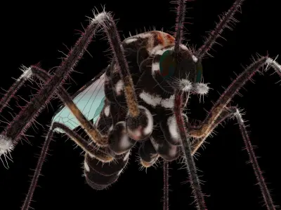Midge mosquito 3D model