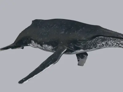 Accurate Humpback Whale 8K - 3d animated 3D model