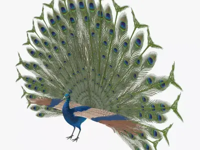 Peacock peafowl bird rigged 3d model Low-poly 3D model
