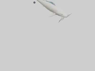 Beluga Sturgeon swimming model Low-poly 3D model