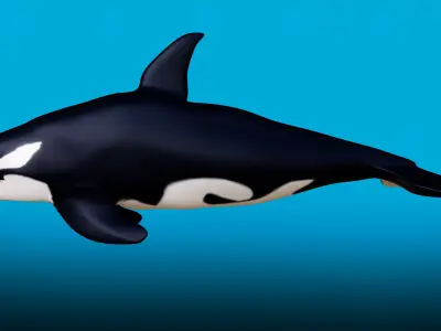 Killer whale Rigged Low-poly 3D model