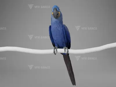 Hyacinth Macaw Character Animation - Blender 3D model
