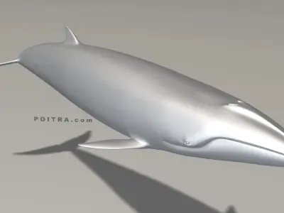 Minke Whale - Balaenoptera Acutoro - Adult Male - Pose 1 - 3D model