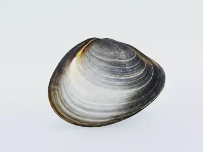 Clam Shellfish Free 3D model