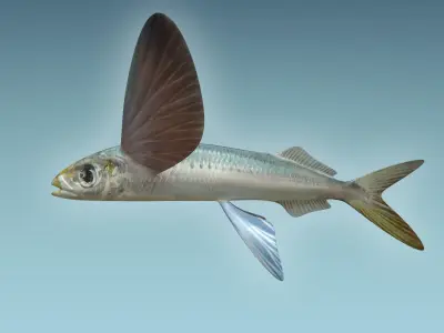 Atlantic Flying Fish 3D model
