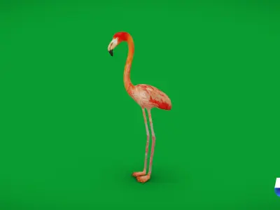 American Flamingo Bird Low-poly 3D model