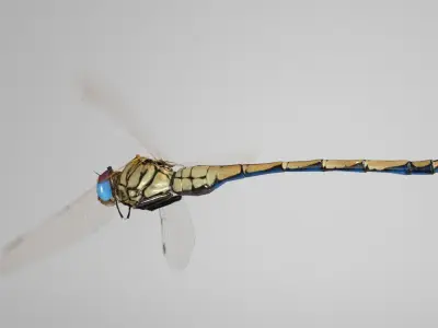 Trithemis Arteriosa Dragonfly - Female Low-poly 3D model