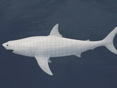 Great White Shark NO Rigged in Blender Low-poly 3D model