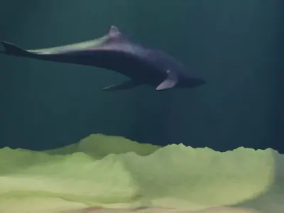 whale rigged Free 3D model